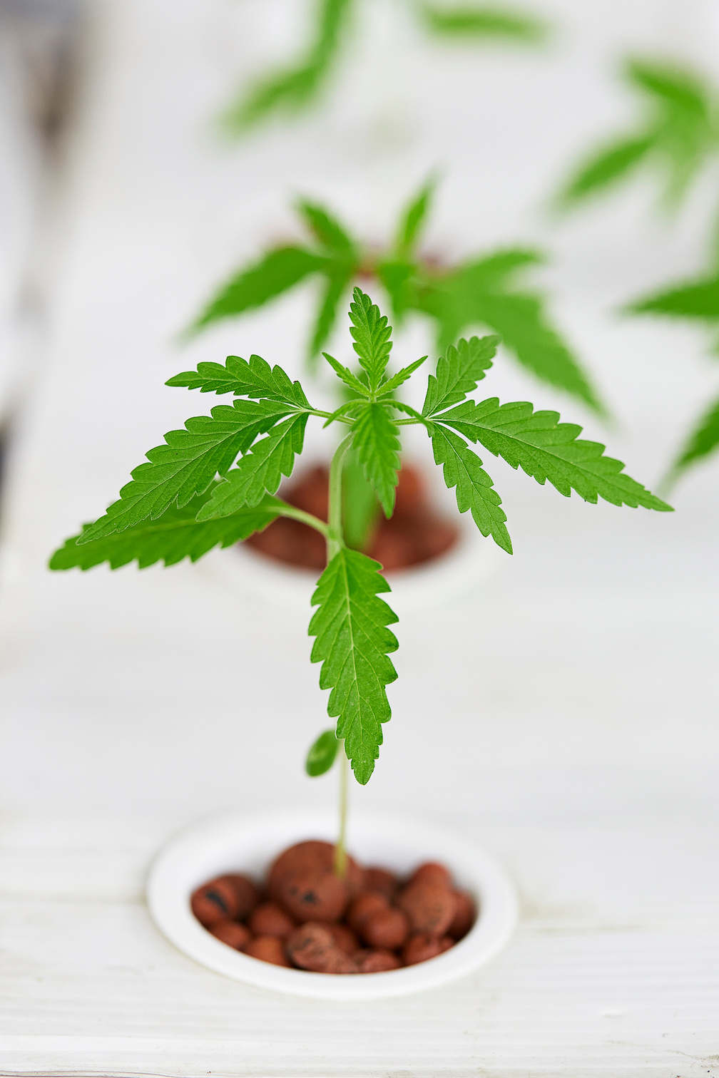 Cannabis seedlings are growing in seedling trays, soilless culture or hydroponic, cannabis is a plant that is recognized as a plant with medicinal benefits.