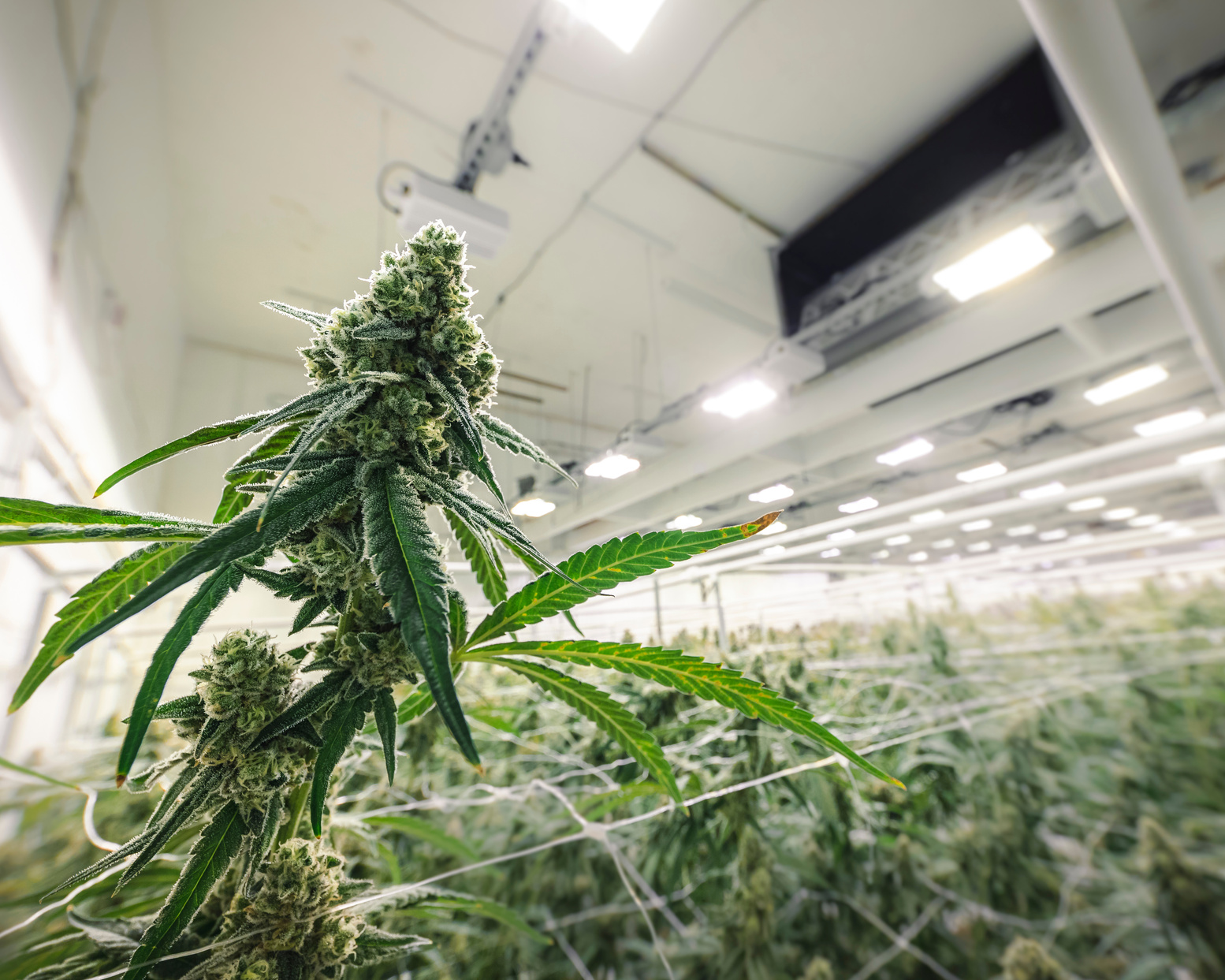 Cannabis Industry Growing Operation for Legal Cannabis Dispensary