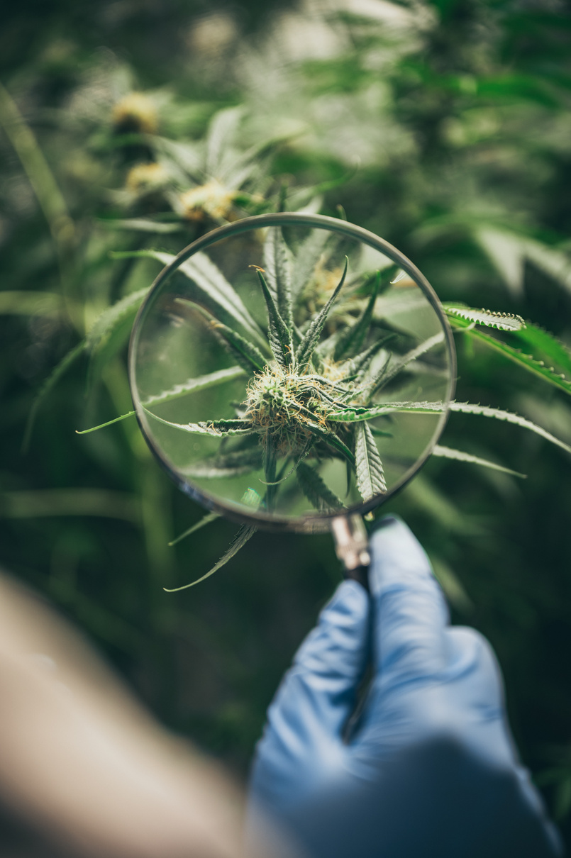 Scientist Checking Hemp Plants in a Weed Greenhouse. Concept of