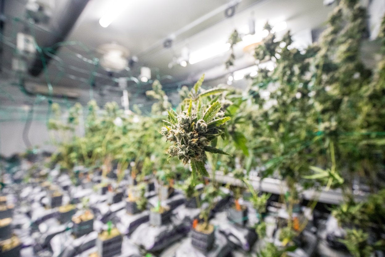 Indoor Cannabis Commercially Grown and Harvested