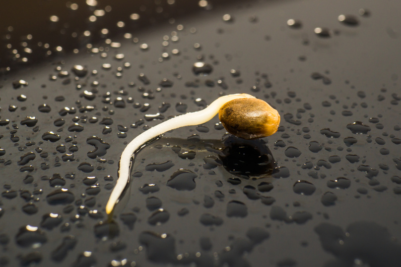 Sprouting cannabis seeds. Hovering Hemp. Cannabis seeds. Germinated cannabis seed. close-up macro. Sale of cannabis seeds. Macro photo cultivation seeds.