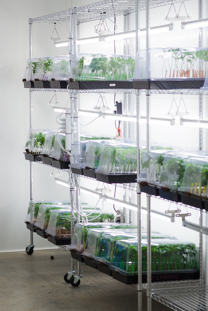 Medical Cannabis Clone Room