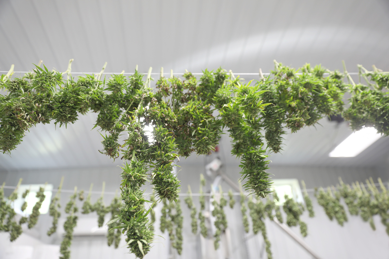 Cannabis buds hanging and drying
