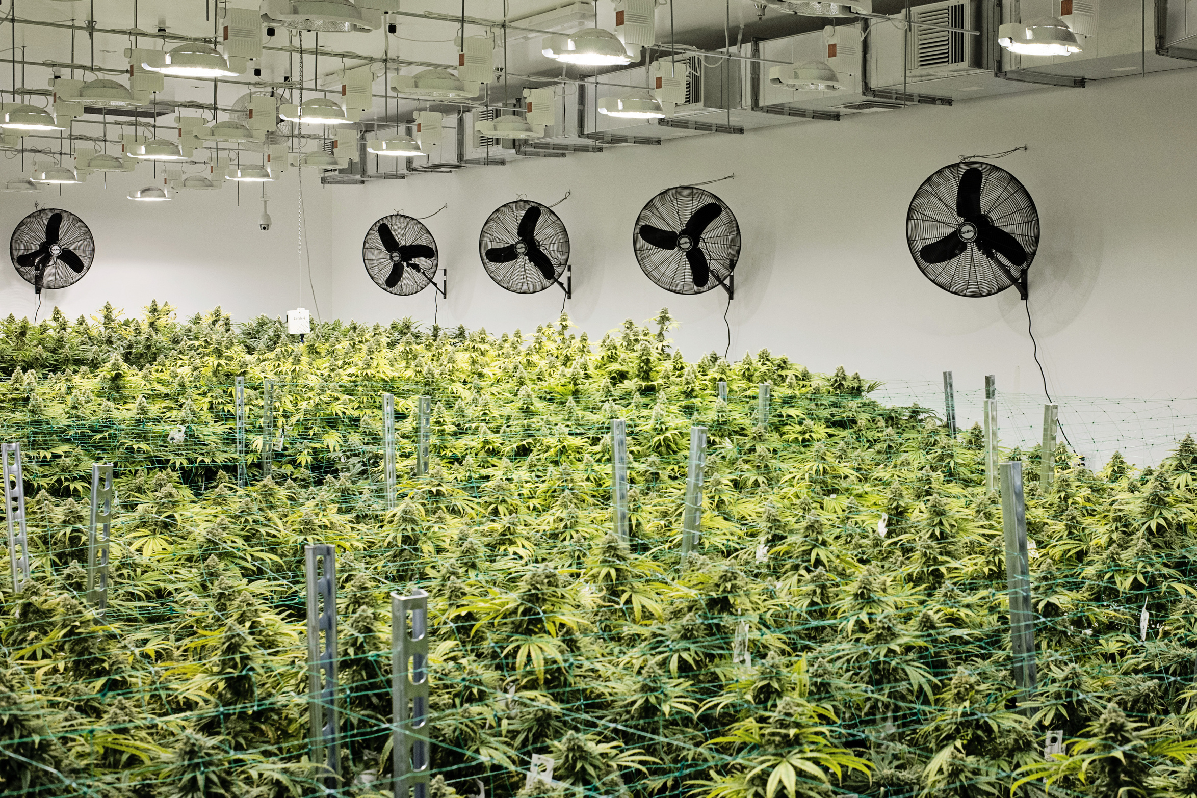 Indoor Medical Cannabis Cultivation